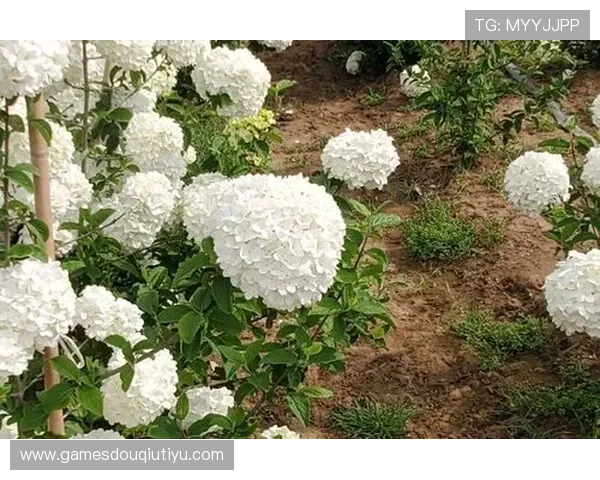 斗球app电脑版官网安全保障措施，确保用户在斗球app电脑版官网上的使用体验与数据安全